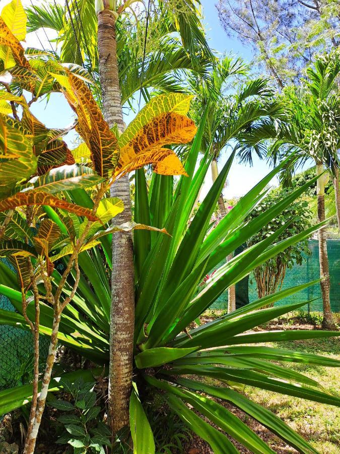Yuka Lodge - Bungalow Prive Avec Jardin En Pleine Nature Sainte-Anne  Exteriör bild